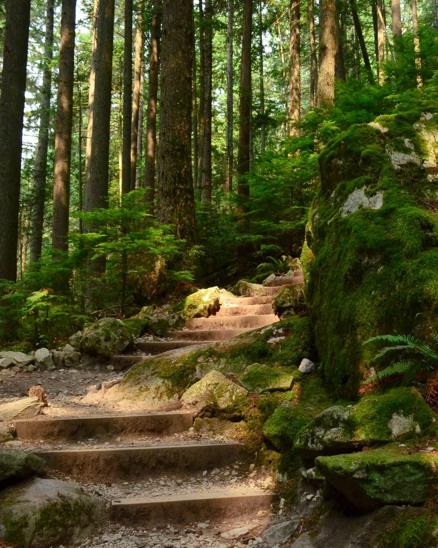 Hikers on a steep forest trail