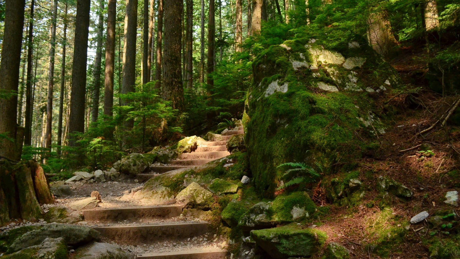 Hikers on a steep forest trail