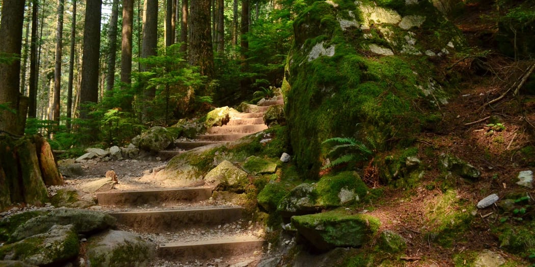 Hikers on a steep forest trail