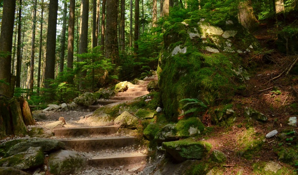 Hikers on a steep forest trail
