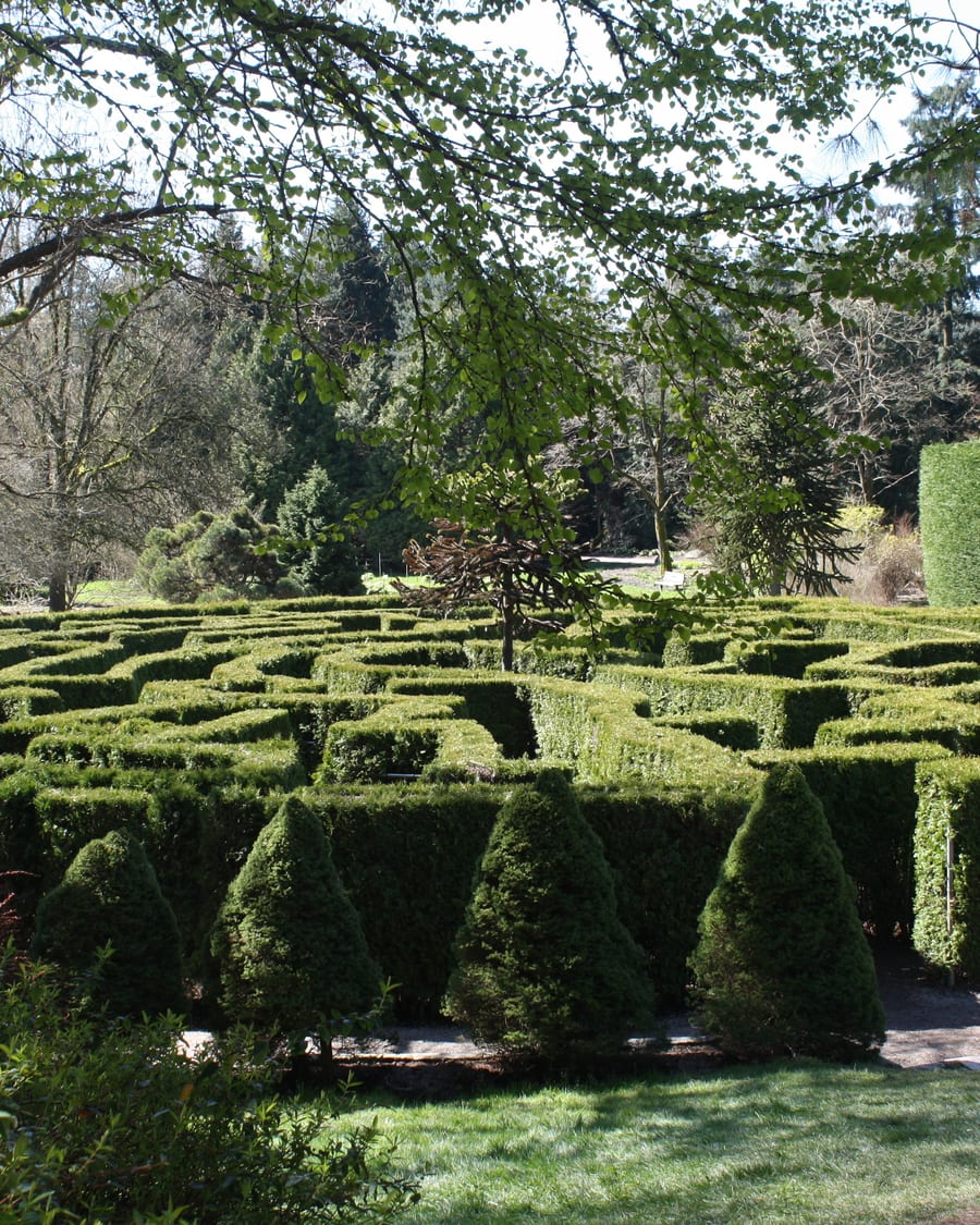 Lush botanical garden path