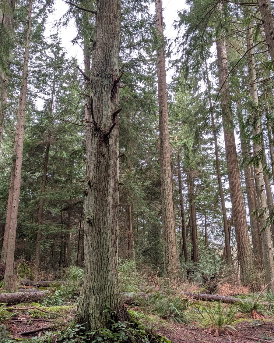 Fog moving through a dense forest