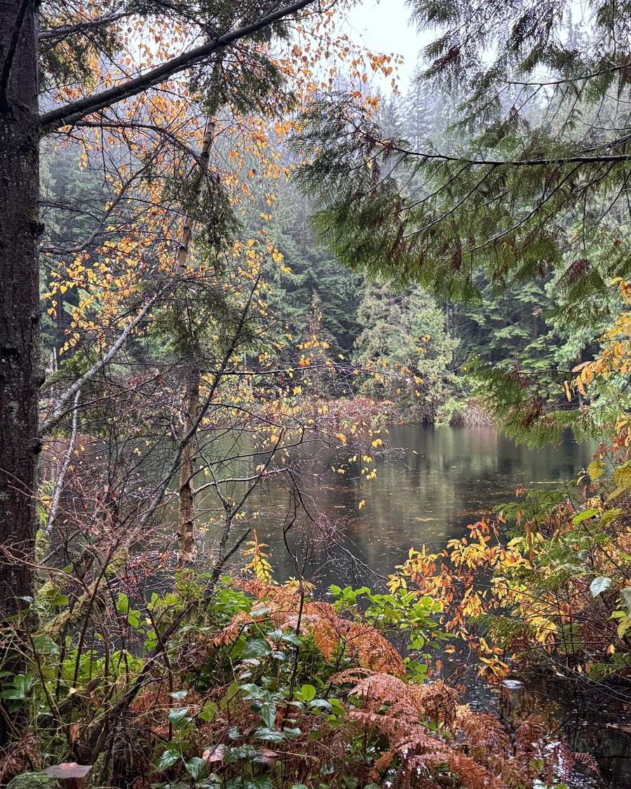 Forest trail through second-growth trees