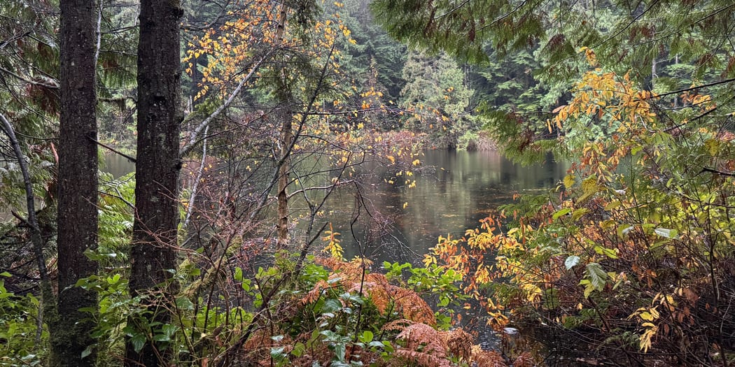 Forest trail through second-growth trees