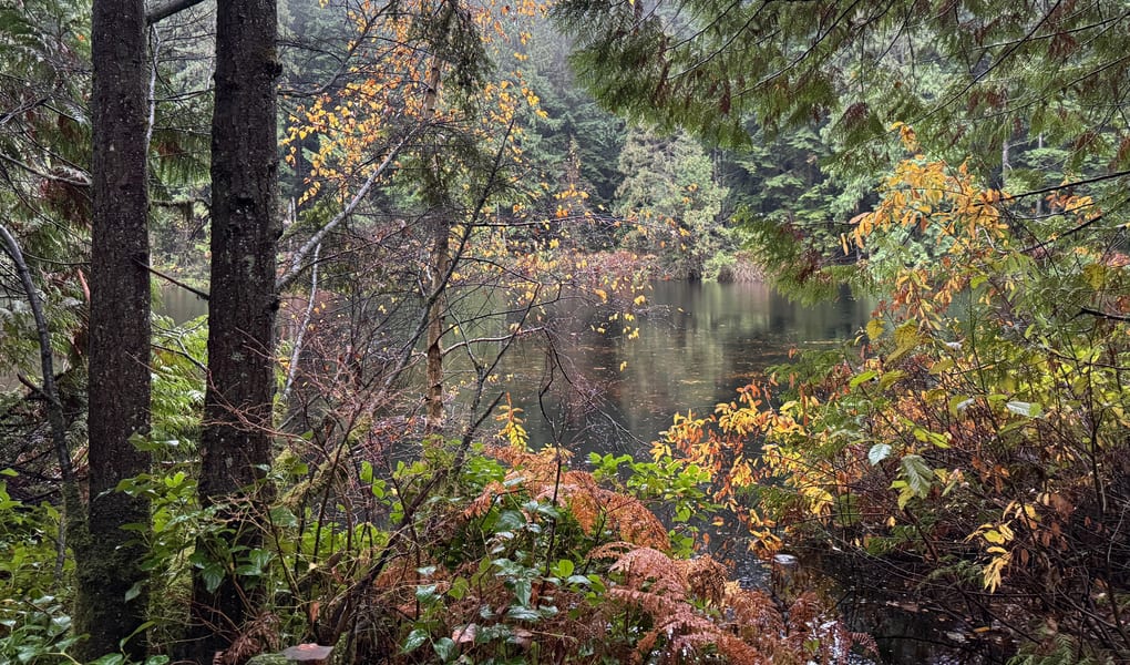 Forest trail through second-growth trees