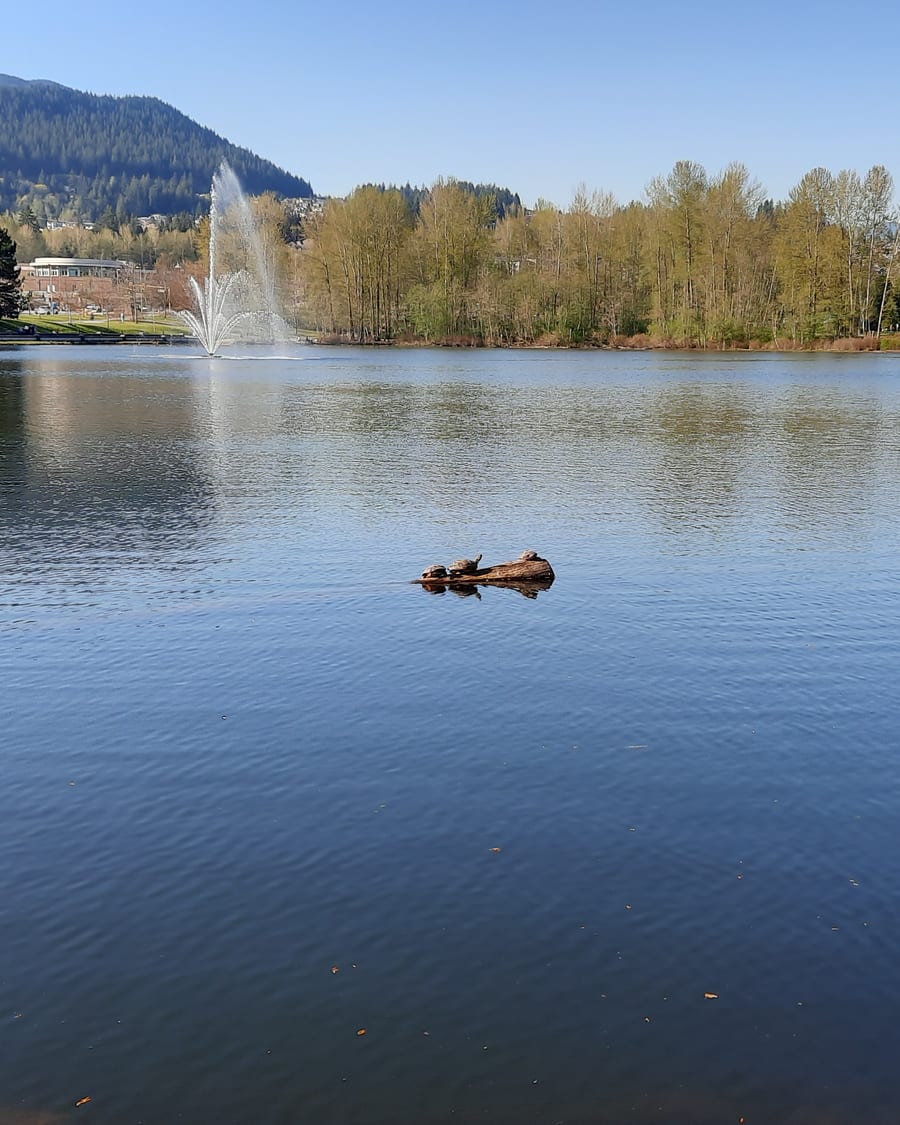 City lake with fountain and park