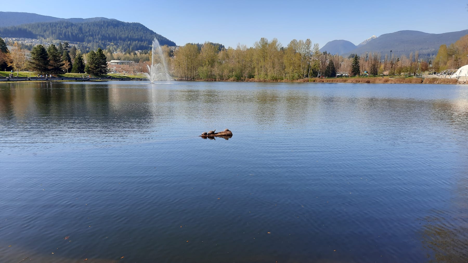 City lake with fountain and park