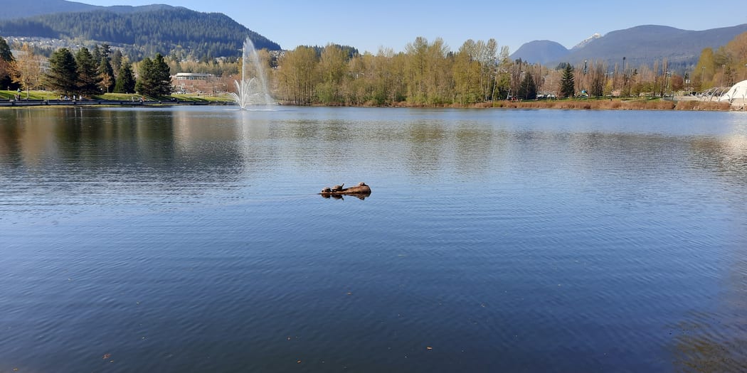 City lake with fountain and park