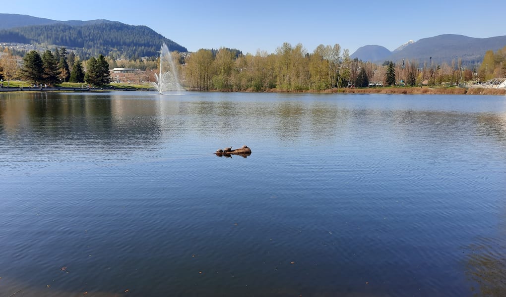 City lake with fountain and park