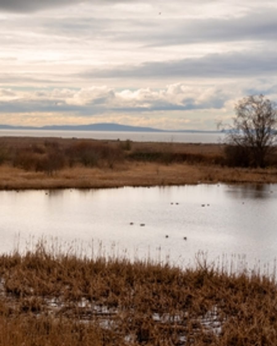 Wetland marsh under a wide sky