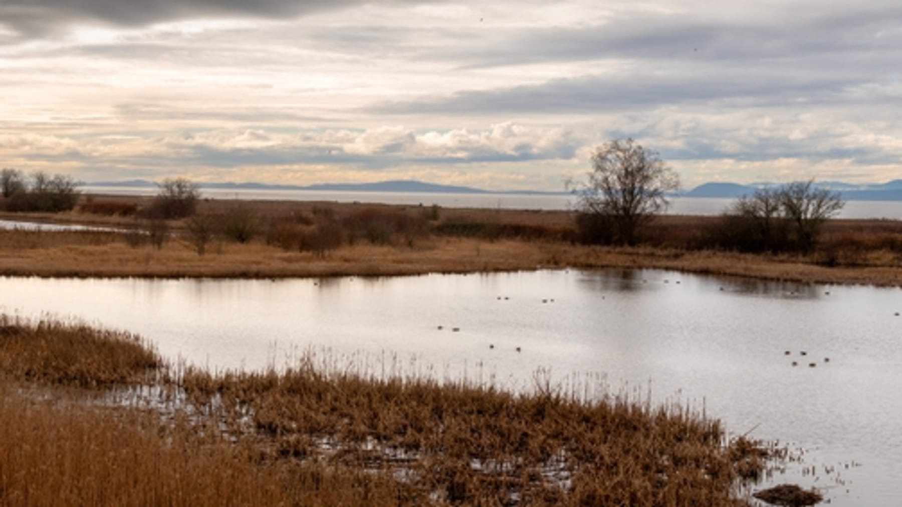 Wetland marsh under a wide sky