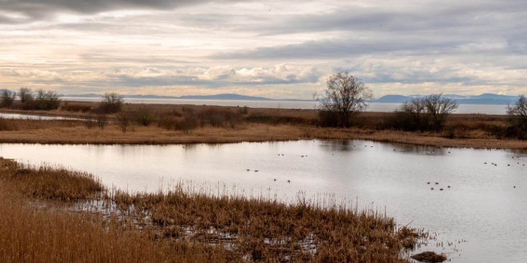 Wetland marsh under a wide sky