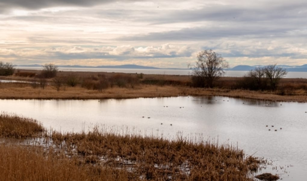 Wetland marsh under a wide sky